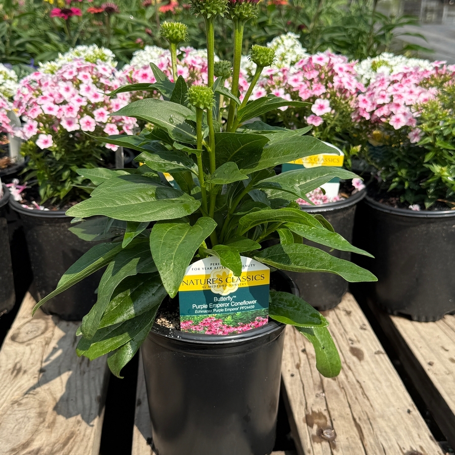 Echinacea Butterfly™ Purple Emperor PP24459