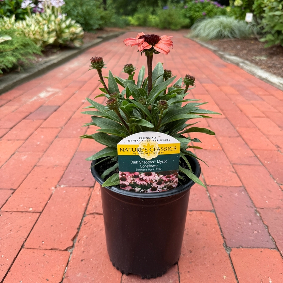 Echinacea Dark Shadows™ Mystic PPAF