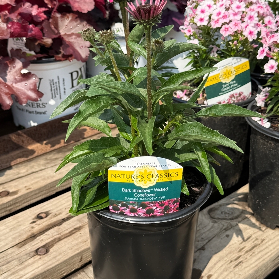 Echinacea Dark Shadows™ Wicked PPAF