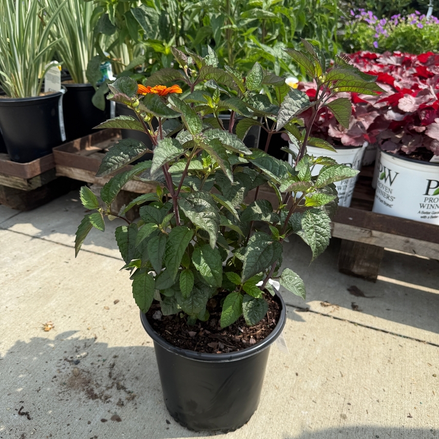 Heliopsis helianthoides Bleeding Hearts