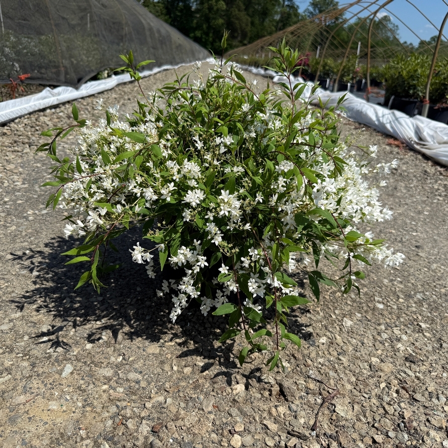 Deutzia gracilis Nikko