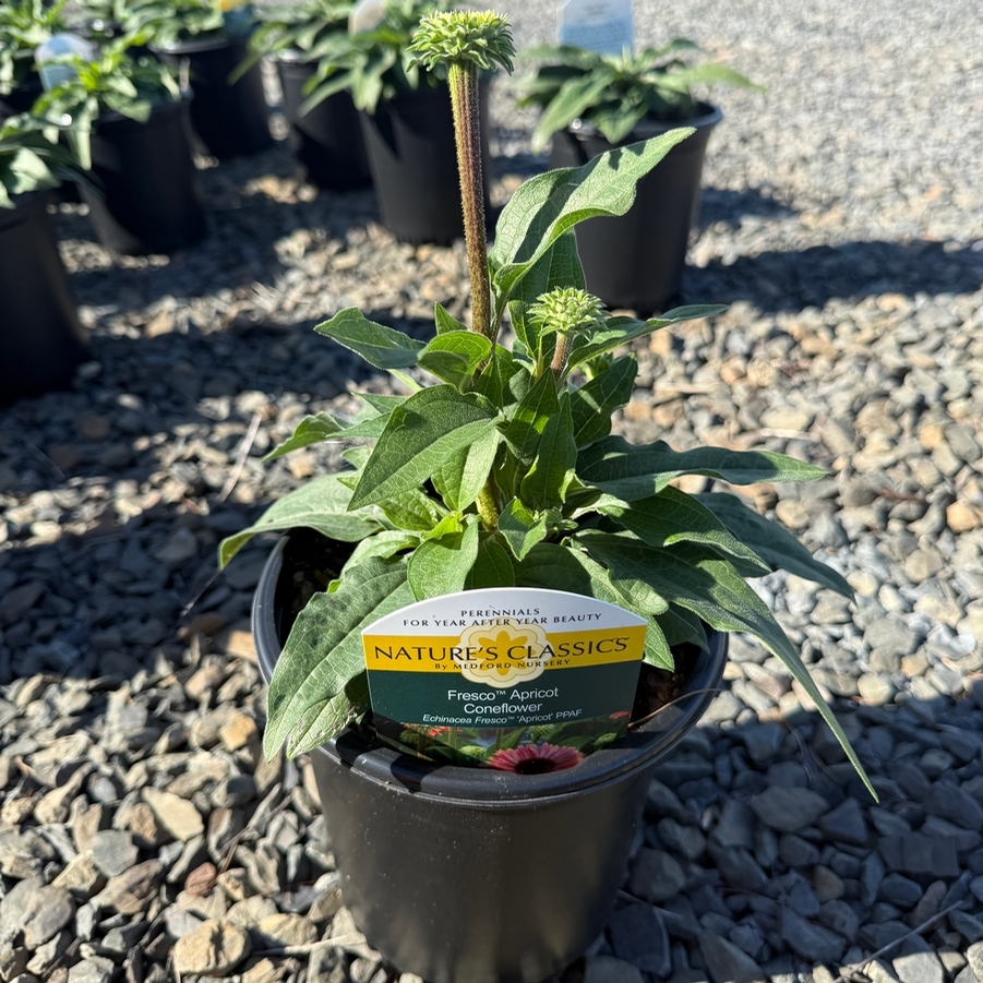 Echinacea Fresco™ Apricot