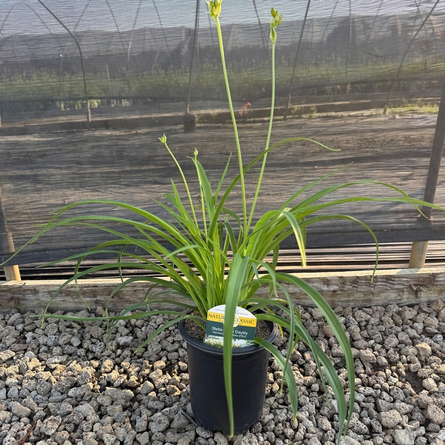 Hemerocallis Stella D'Oro