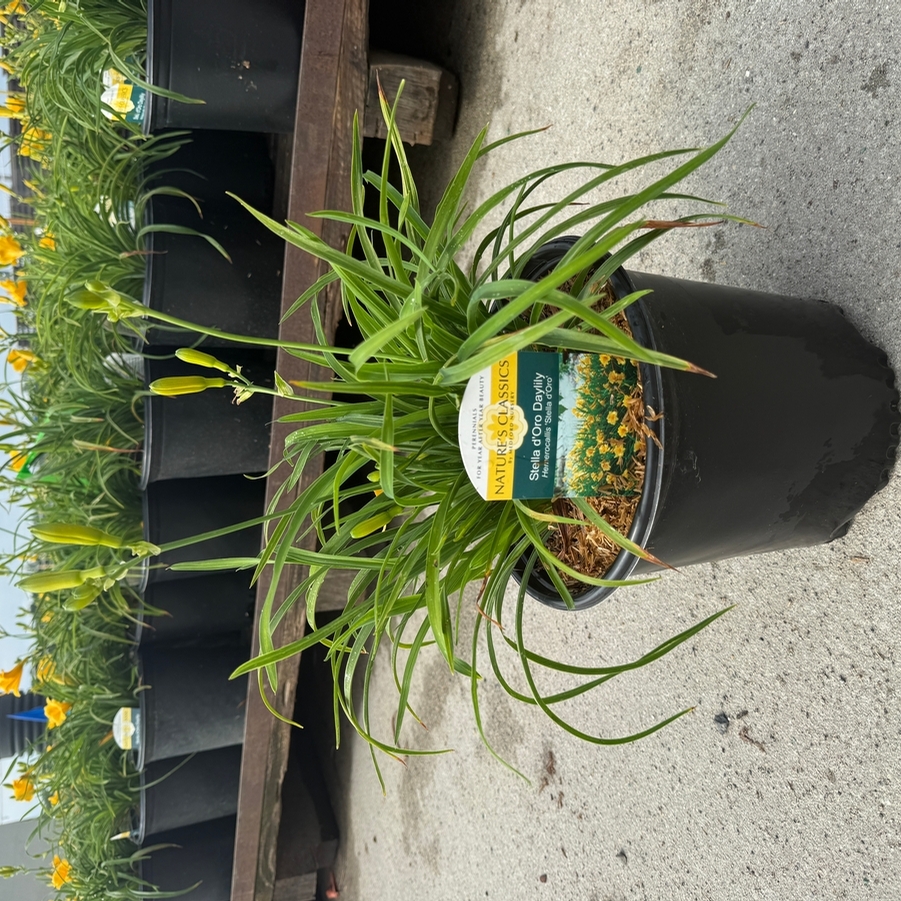 Hemerocallis Stella D'Oro