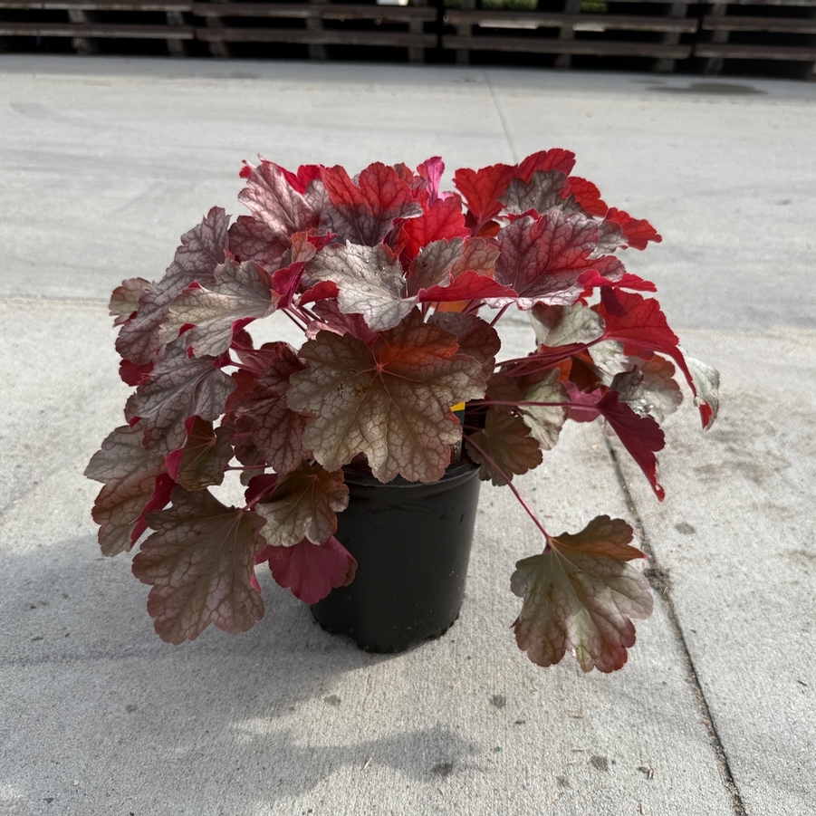 Heuchera City™ Rio PP24273