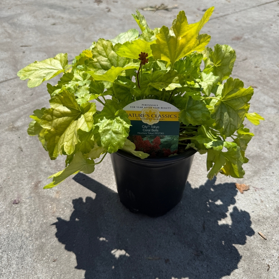 Heuchera City™ Tokyo PP27363