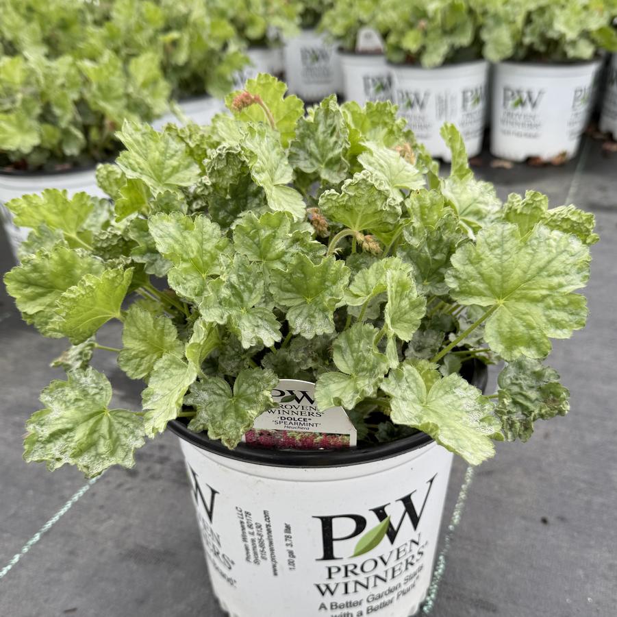 Heuchera Dolce® Spearmint