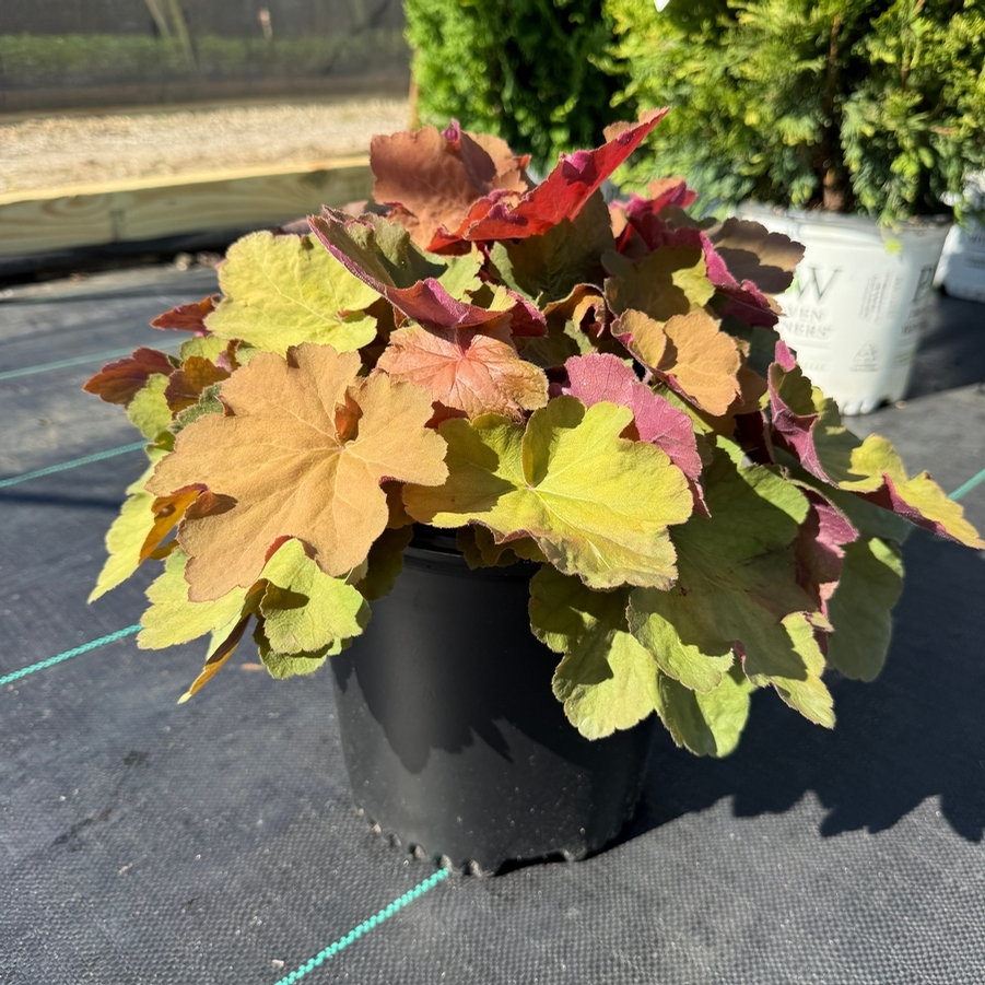 Heuchera Mega Caramel®