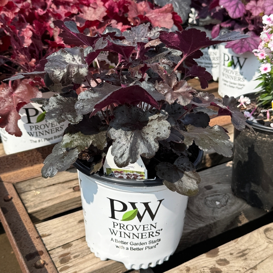 Heuchera Primo® Black Pearl