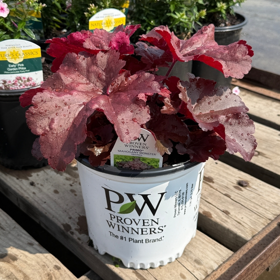 Heuchera Primo® Mahogany Monster