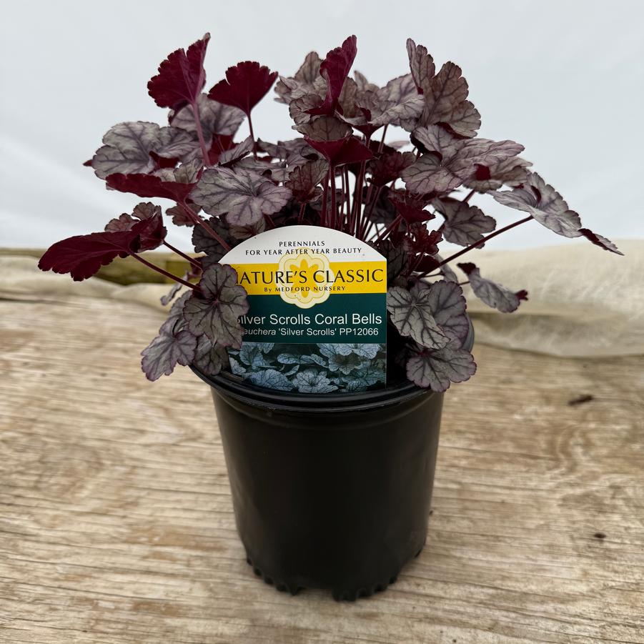 Heuchera Silver Scrolls