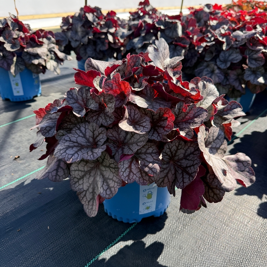 Heuchera Spice Curls™ PPAF