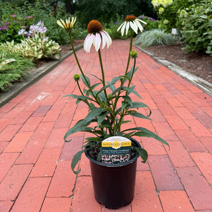 Echinacea Pretty Parasols