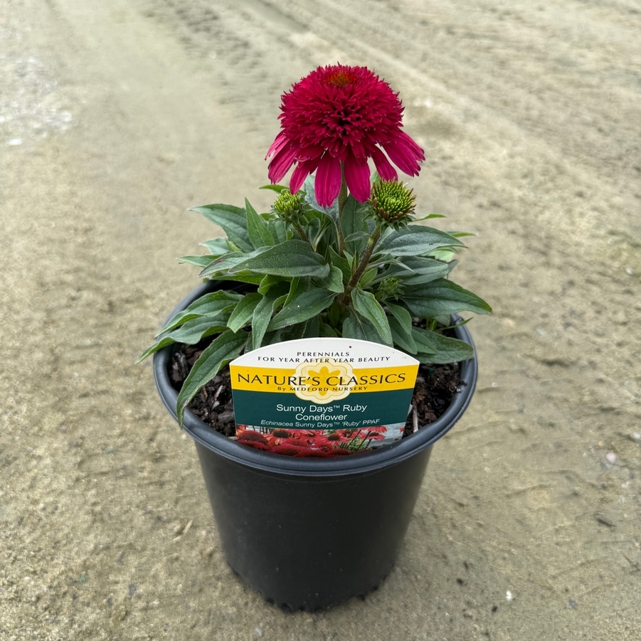 Echinacea Sunny Days™ Ruby PPAF