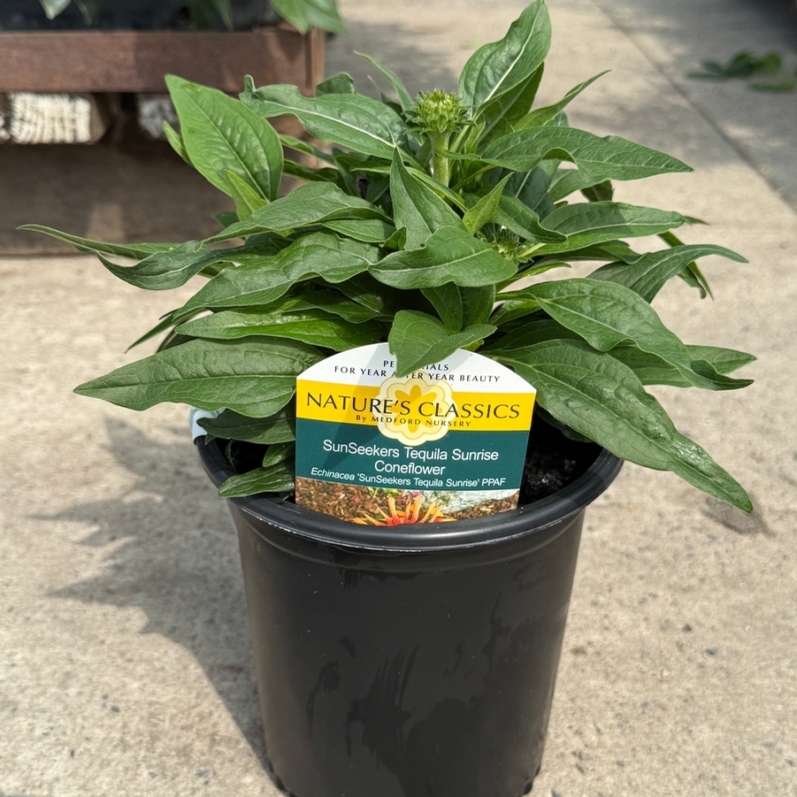 Echinacea SunSeekers® Tequila Sunrise PP34433