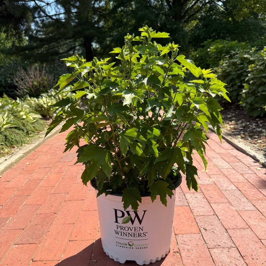 Hibiscus Pollypetite®