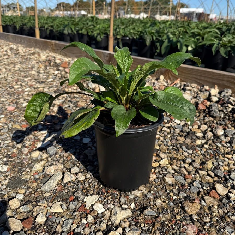 Echinacea purpurea Magnus