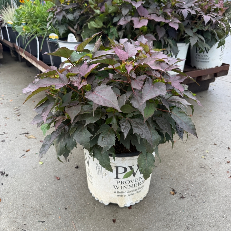Hibiscus Summerific® Cookies and Cream