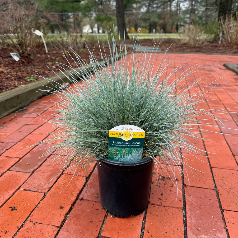 Festuca glauca Boulder Blue