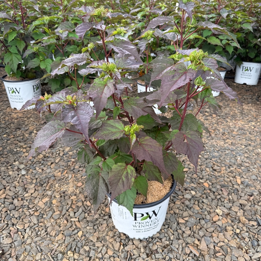 Hibiscus Summerific® Spinderella