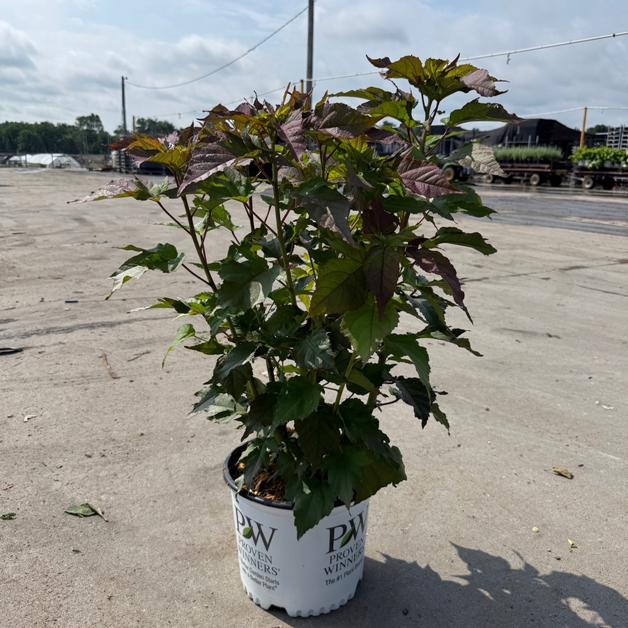Hibiscus Summerific® Valentine's Crush