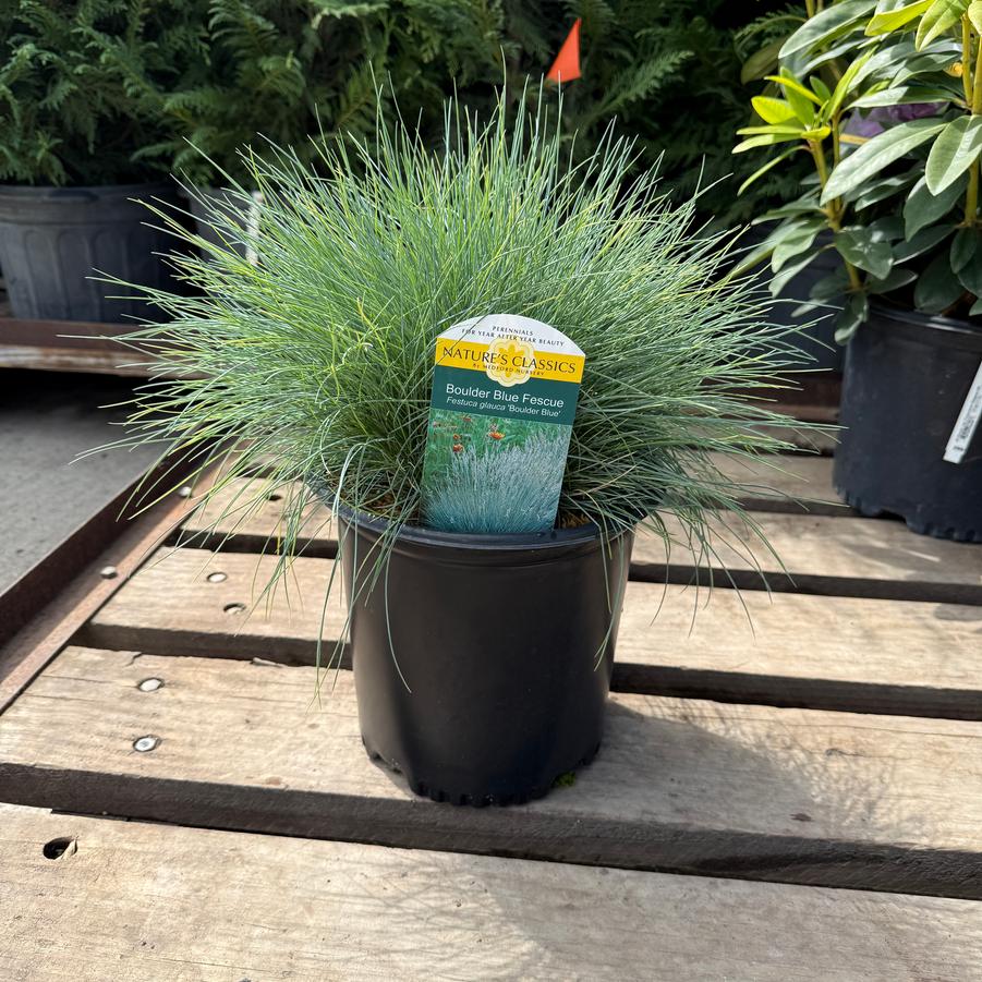 Festuca glauca Boulder Blue
