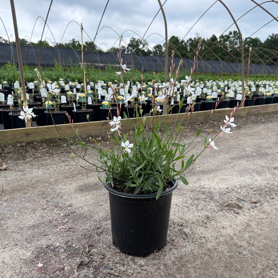 Gaura lindheimeri Whirling Butterflies