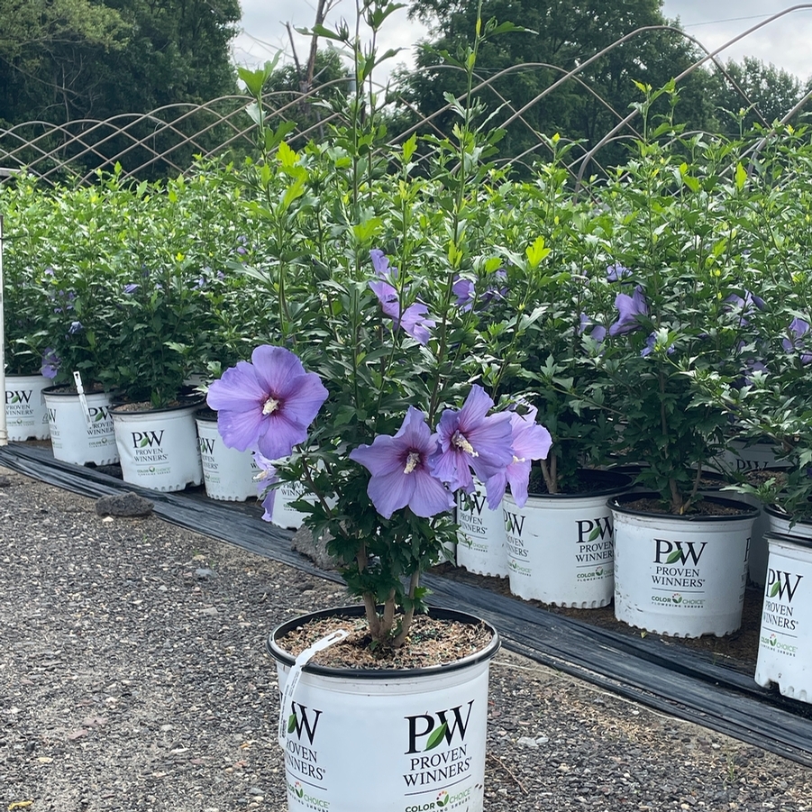 Hibiscus syriacus Paraplu Violet® PP33180