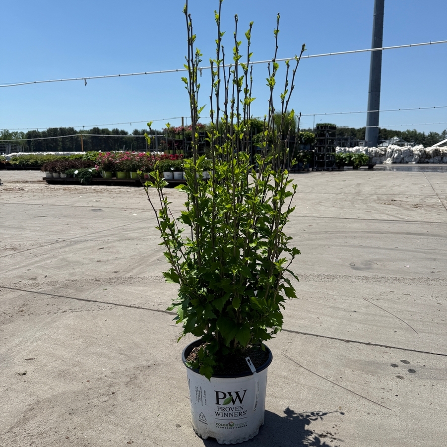 Hibiscus syriacus Purple Pillar® PP25568