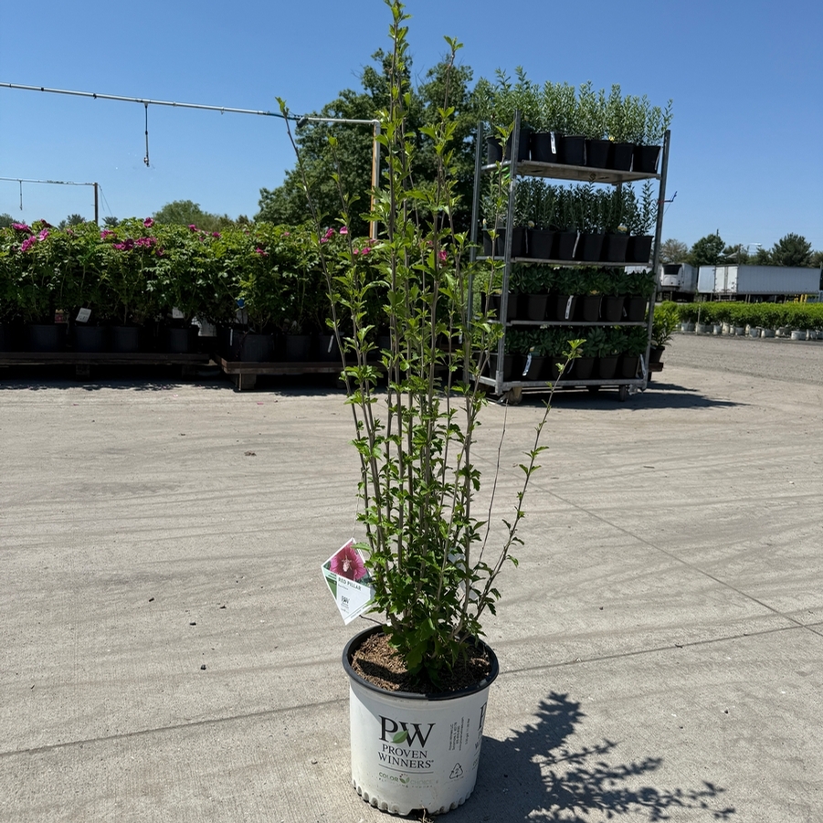 Hibiscus syriacus Red Pillar® PP35332