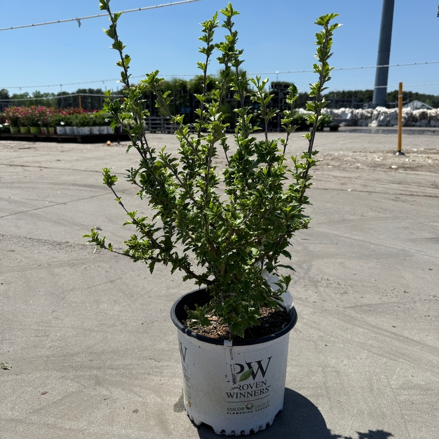 Hibiscus syriacus Sugar Tip® PP20579