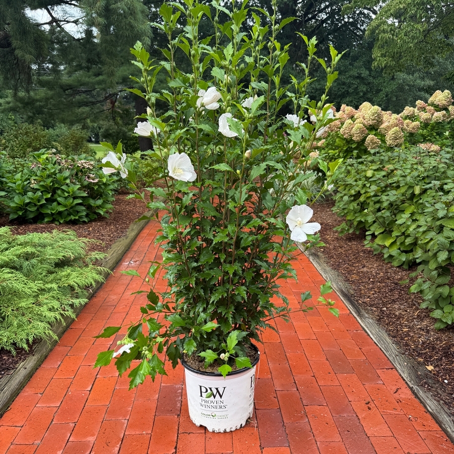 Hibiscus syriacus White Pillar® PP28892