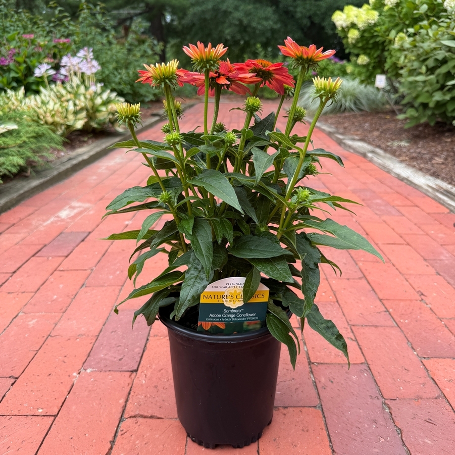 Echinacea x hybrida Sombrero® Adobe Orange