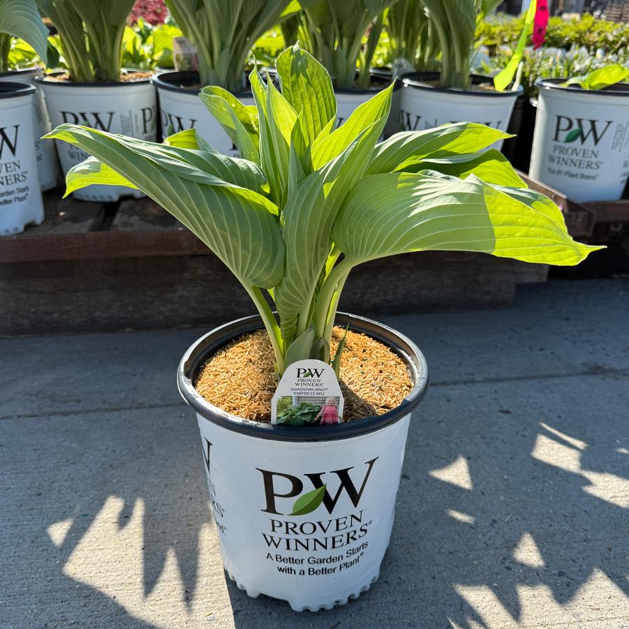 Hosta Shadowland® Empress Wu