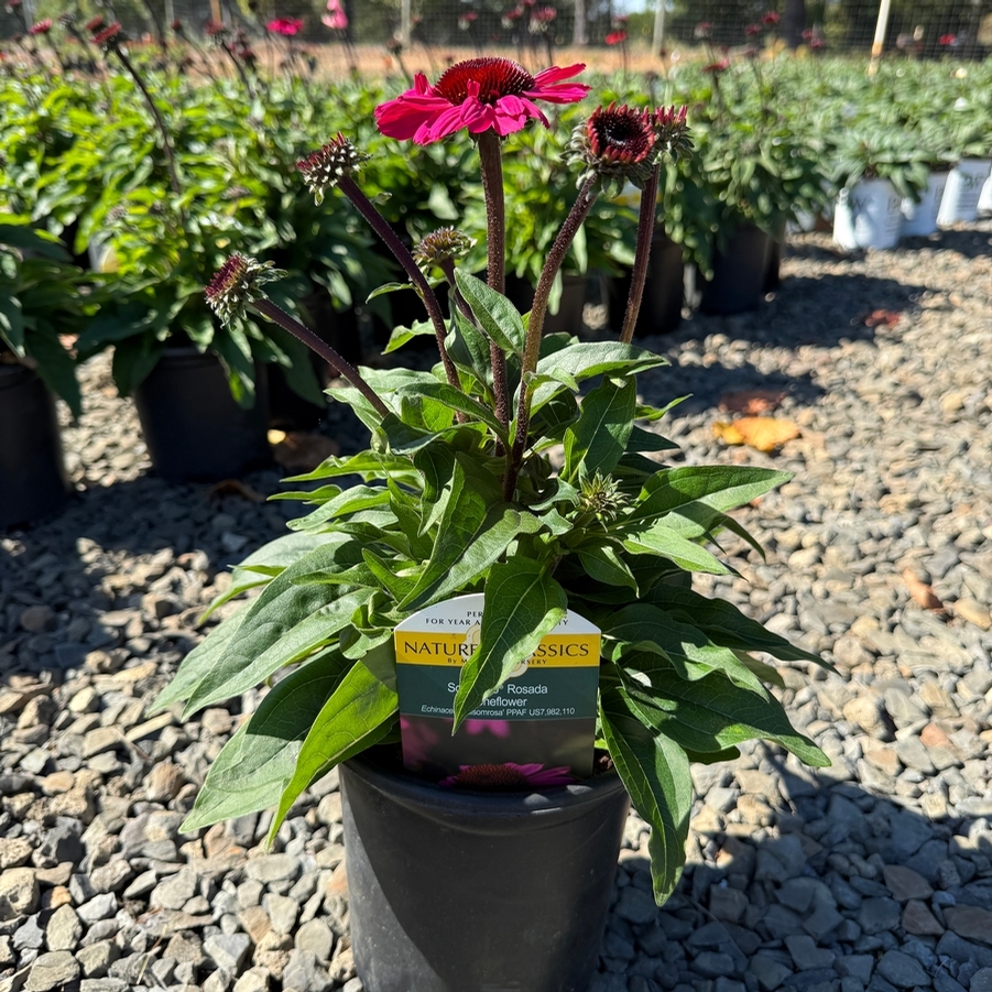 Echinacea x hybrida Sombrero® Rosada