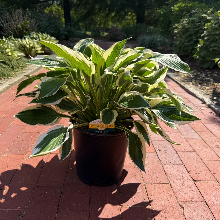 Hosta fortunei Patriot