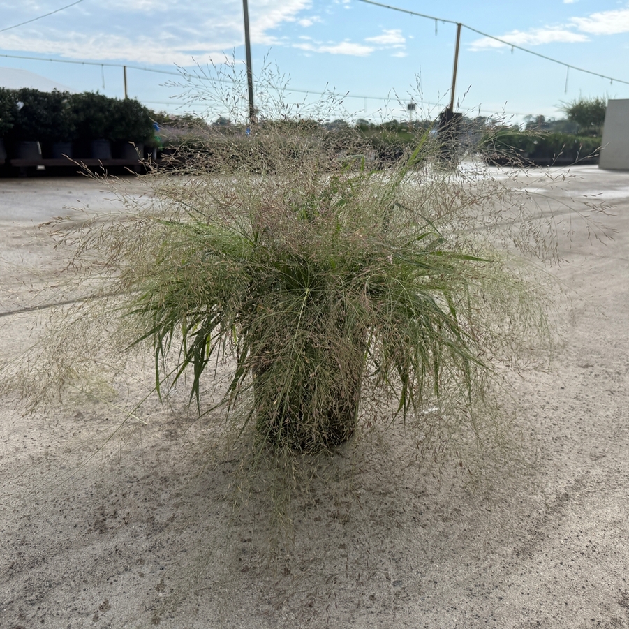 Eragrostis spectabilis 