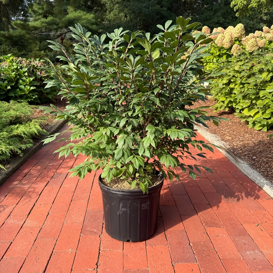 Euonymus alatus Compacta