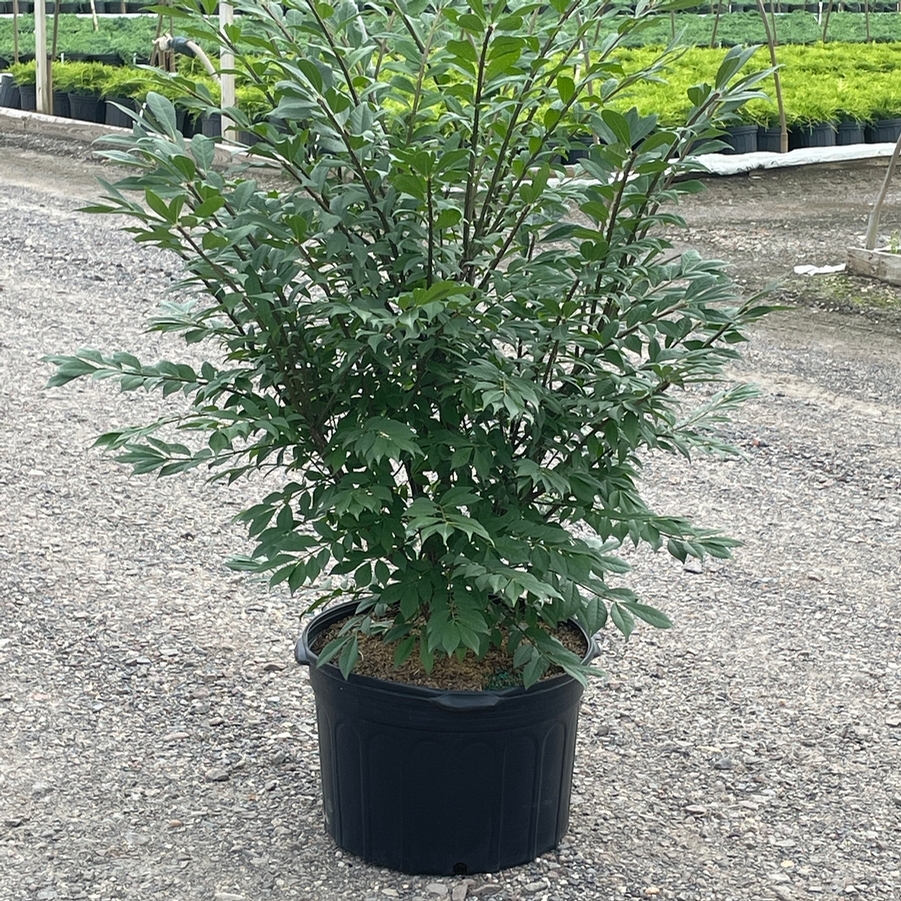 Euonymus alatus Compacta