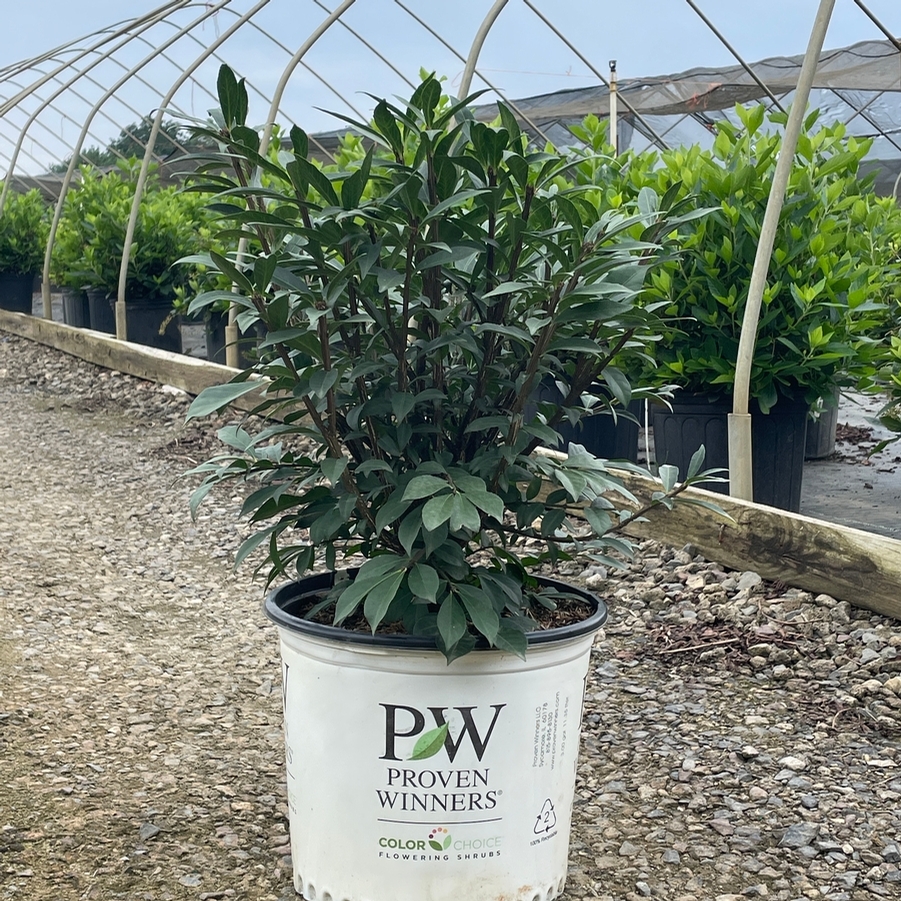 Euonymus alatus Fire Ball Seedless® PPAF