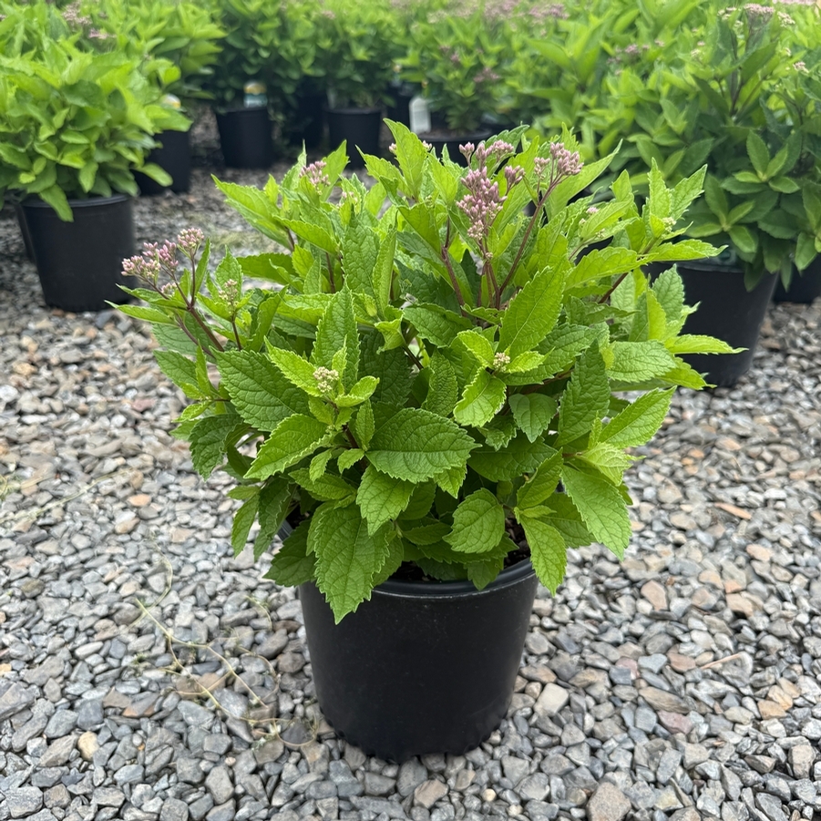 Eupatorium dubium Baby Joe PP20320