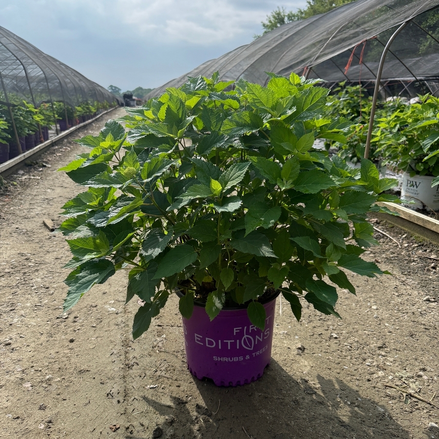 Hydrangea arborescens FlowerFull® PP35163