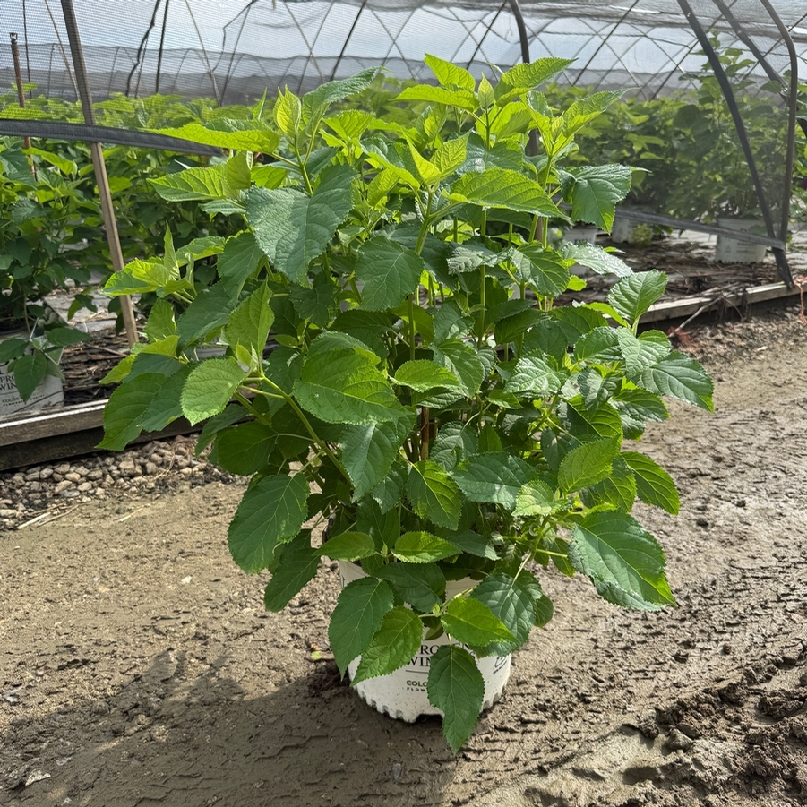 Hydrangea arborescens Incrediball®