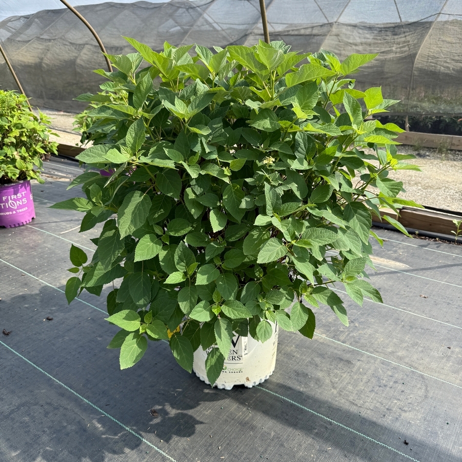 Hydrangea arborescens Invincibelle Sublime® PP34418