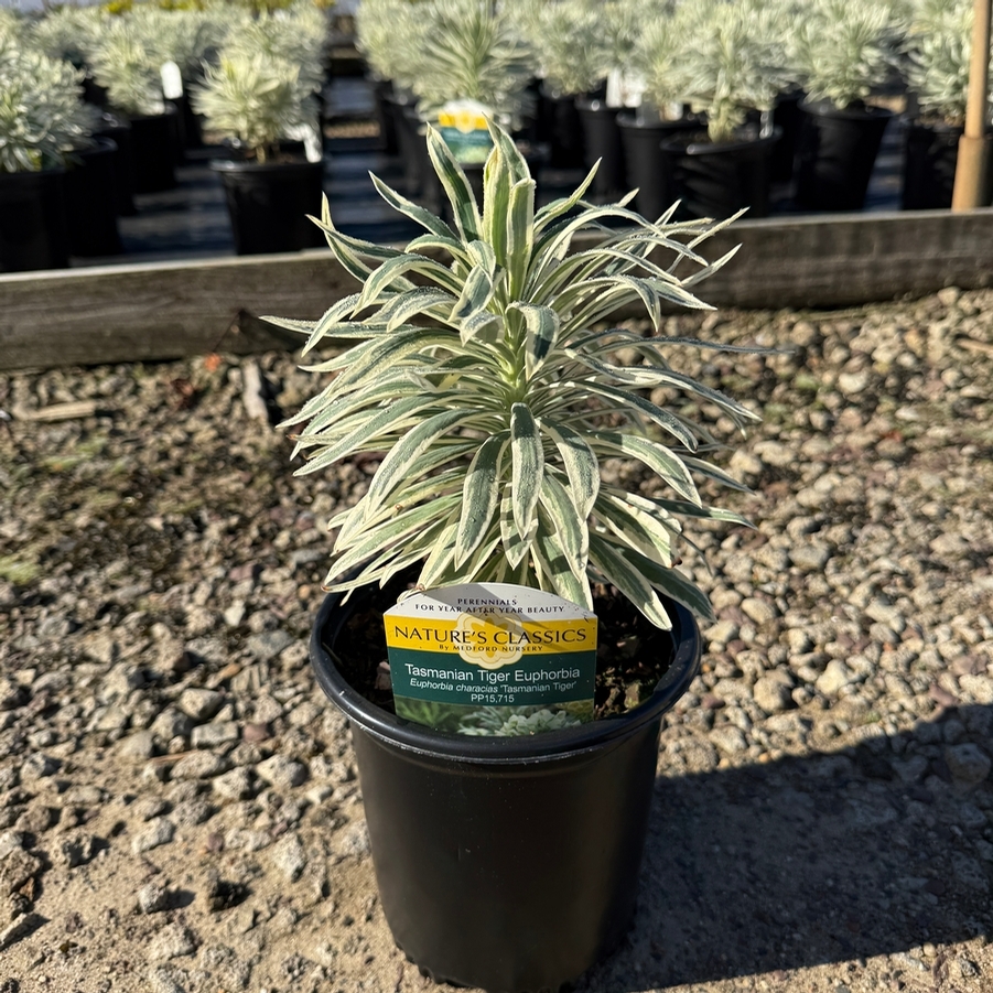 Euphorbia Tasmanian Tiger