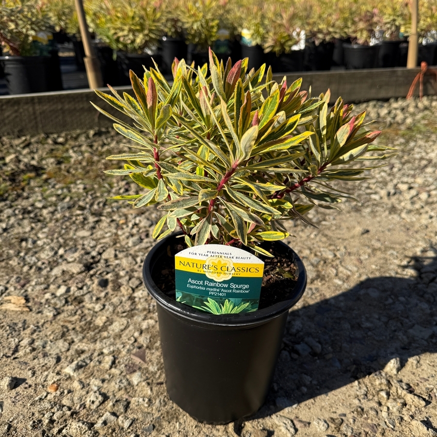 Euphorbia martinii Ascot Rainbow