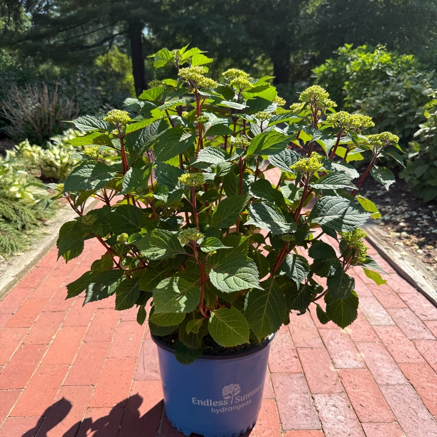Hydrangea macrophylla BloomStruck®