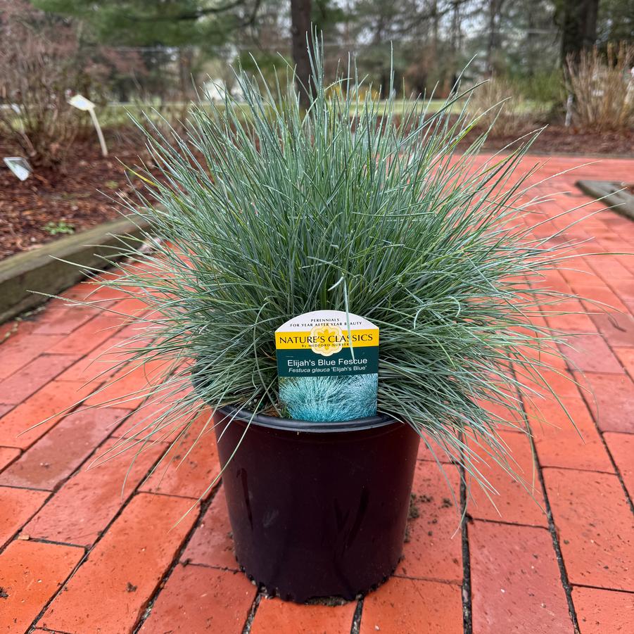 Festuca glauca Elijah Blue