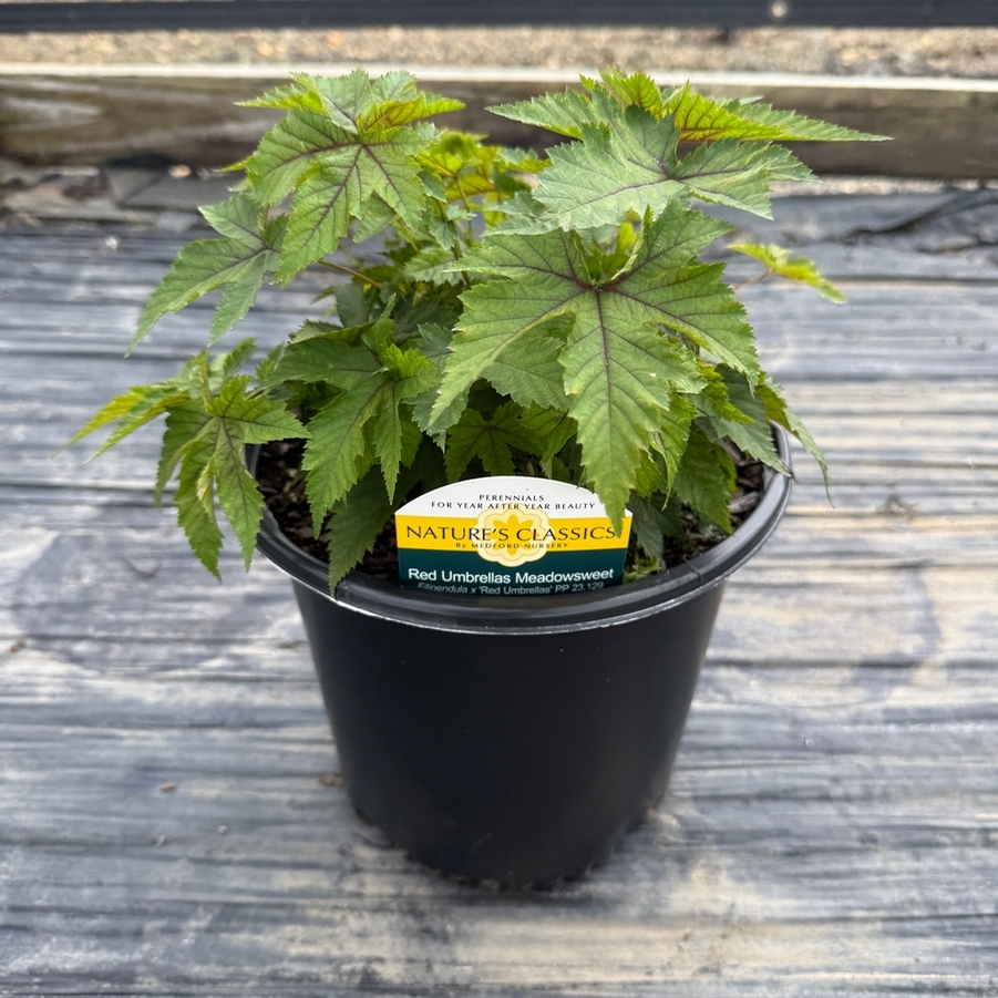 Filipendula x Red Umbrellas