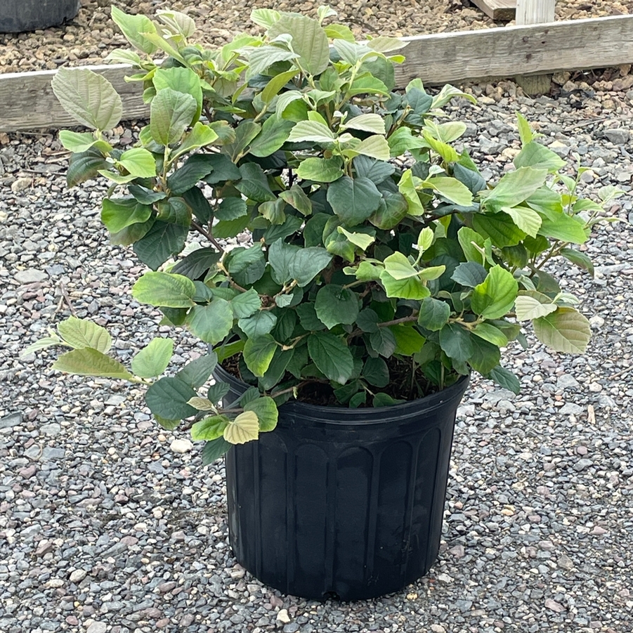 Fothergilla gardenii Mt. Airy